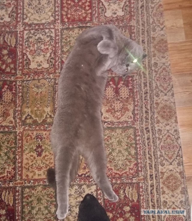 Картинки с котами и про котов