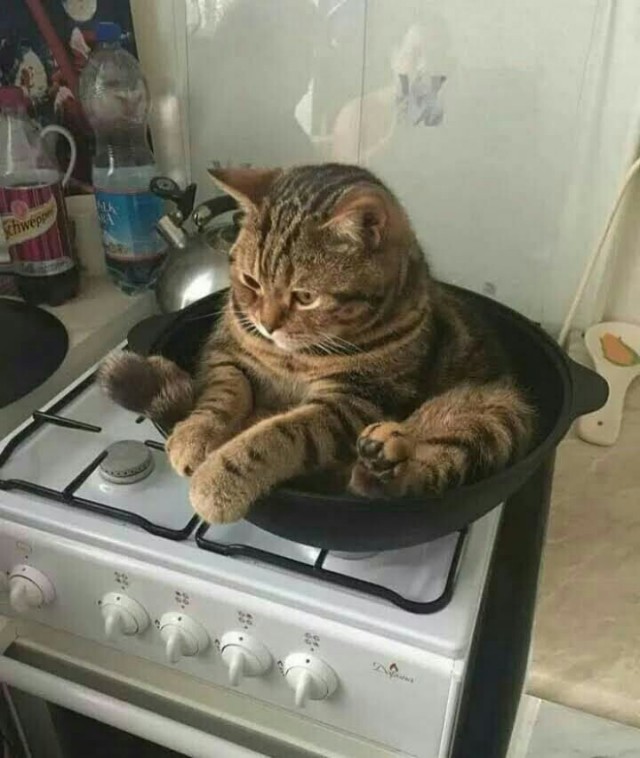 Не котожидкость