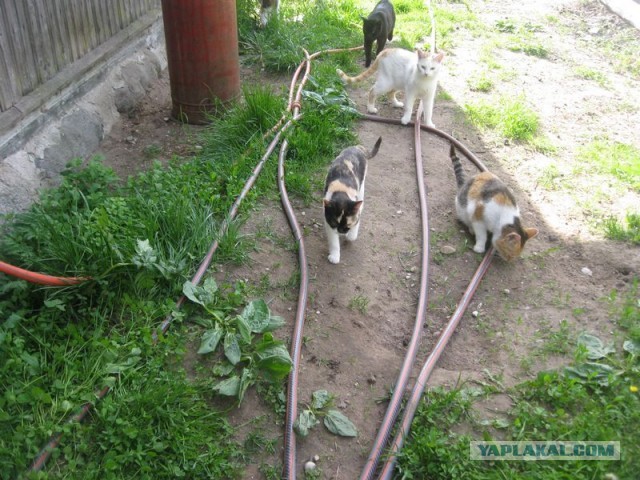Жизнь домашнего приюта для котеек 345
