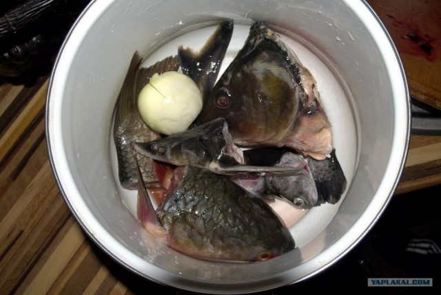 Все из рыбы!