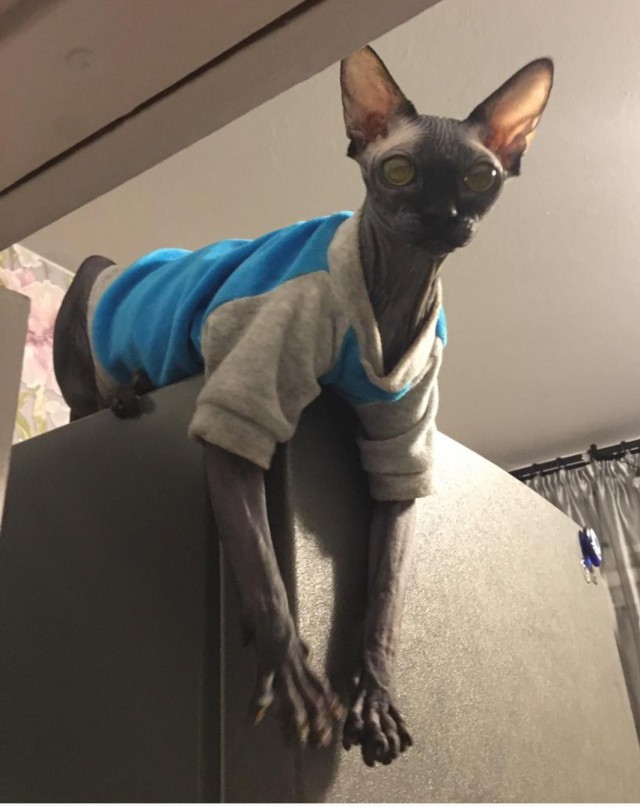 Всемирный день кошек