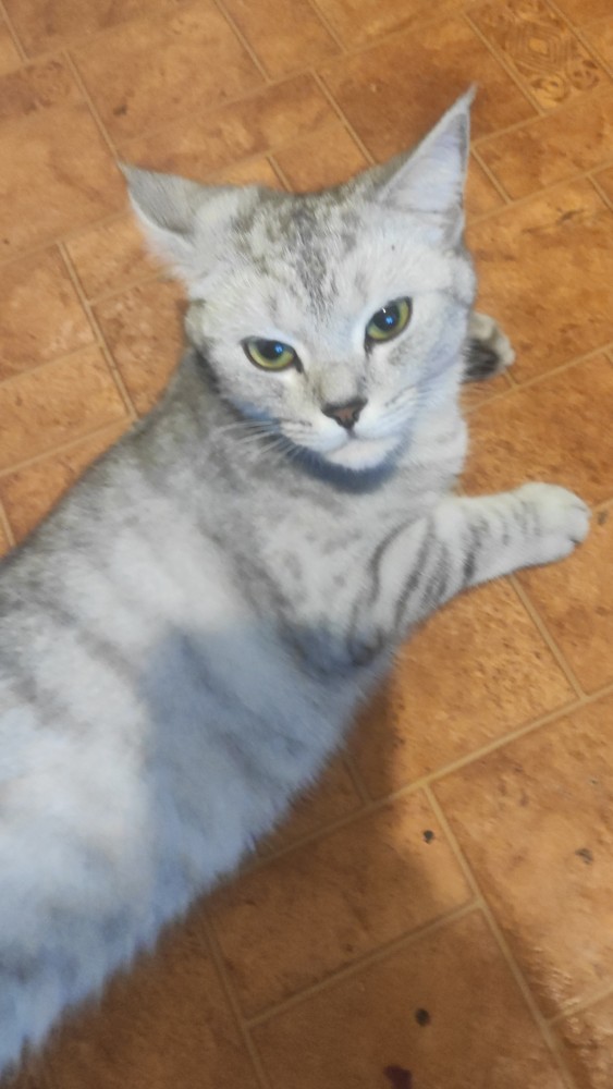 Котовторник