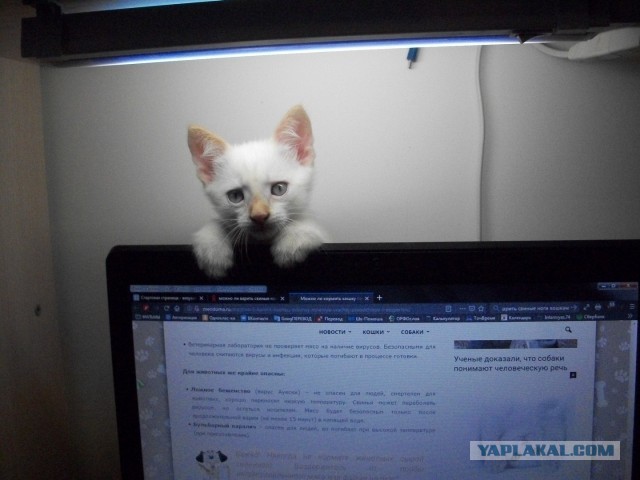 Вторник. Котэ. Пора