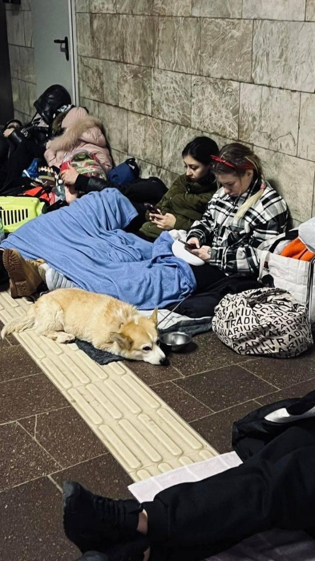 Грустные животные в киевском и харьковском метро спасаются вместе со своими хозяевами