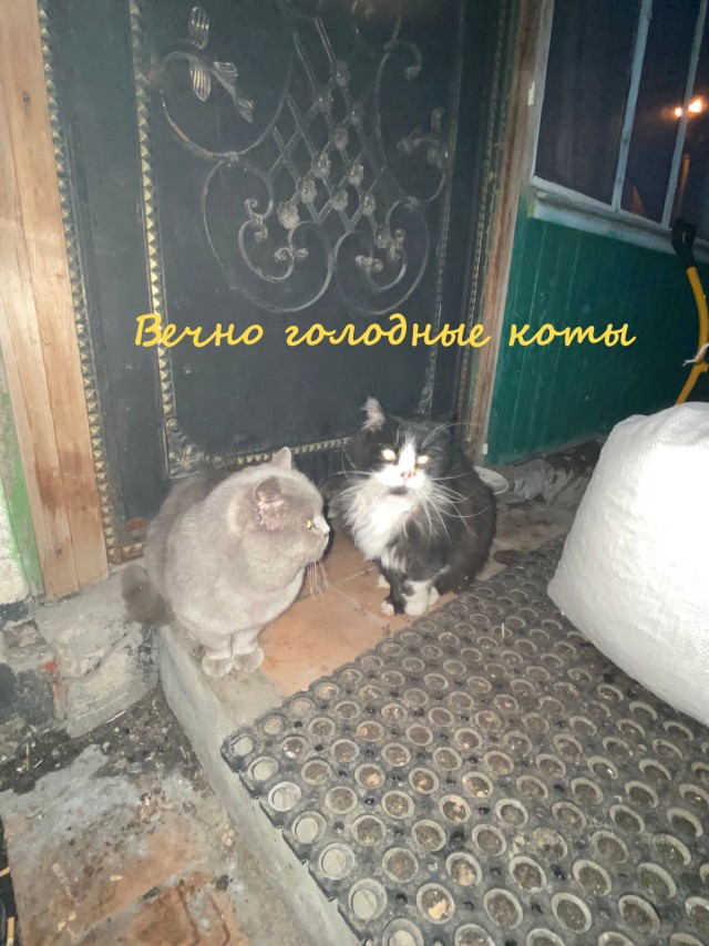Жизнь домашнего приюта "Котоленд" 326