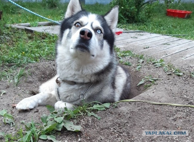 Разговор с котом