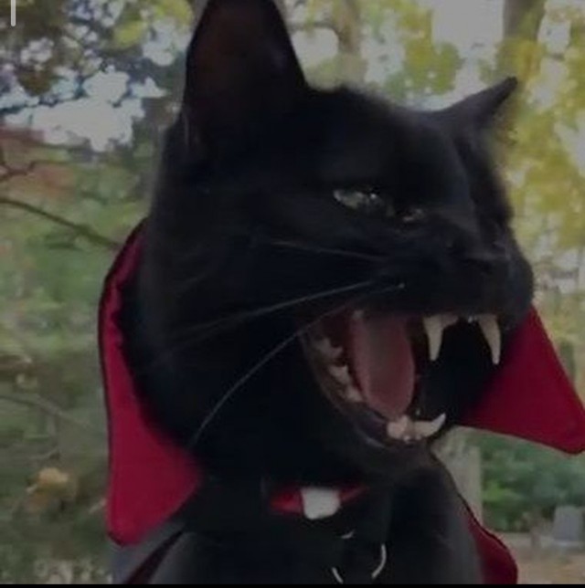 Котик