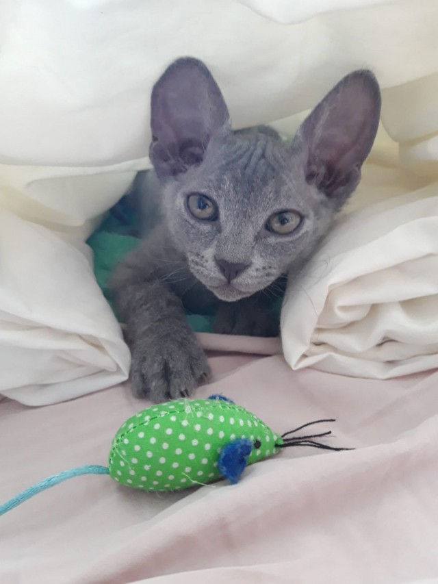 С Котовторником вас! Зовут Чеса!
