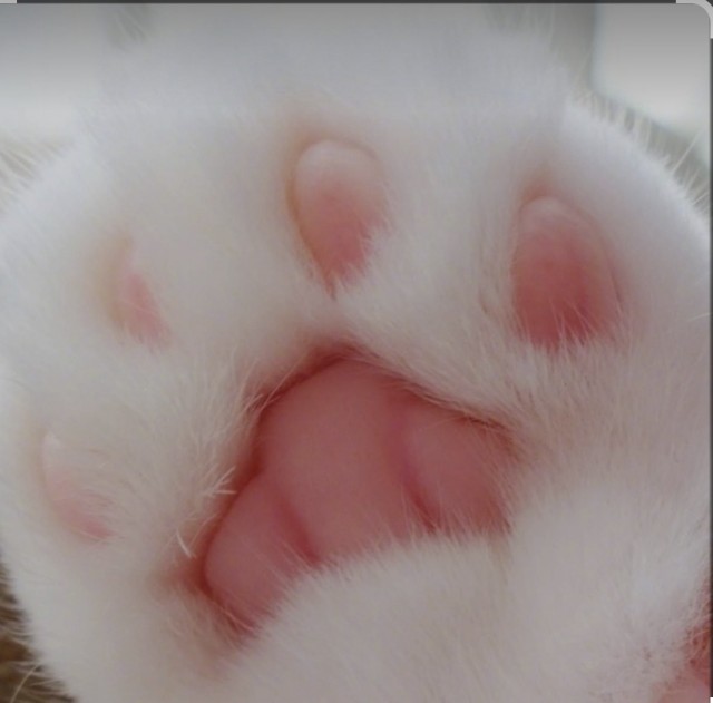 Немного милоты в котовторник