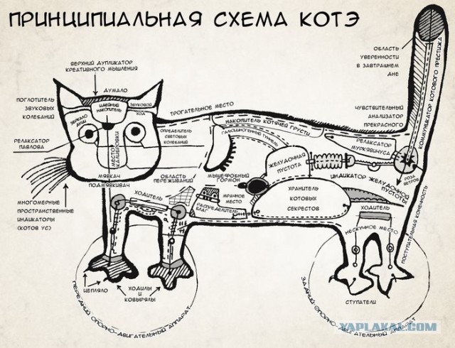 Задние лапы кошек всегда становятся туда, куда наступали передние.