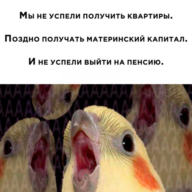 Весёлый полтишок 20.10.22