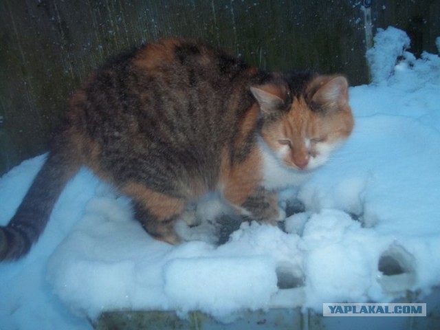 Жизнь домашнего приюта для котеек 431