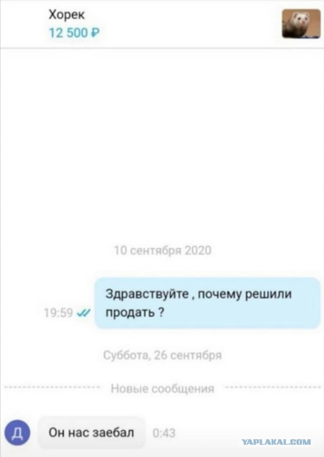 Хорёк вместо кота