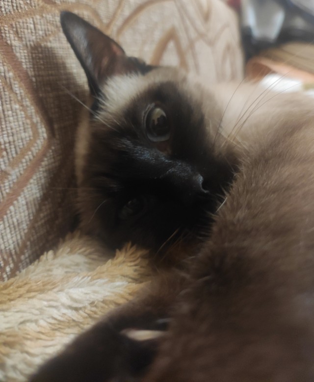 Котофторниг
