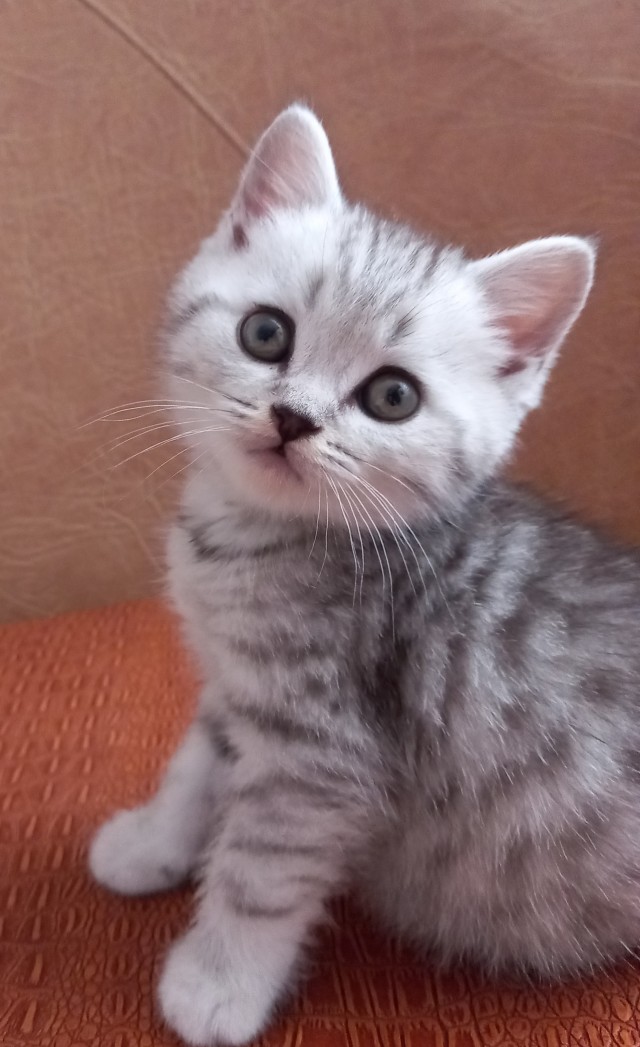 Котовторнику посвящается. Счастья привалило
