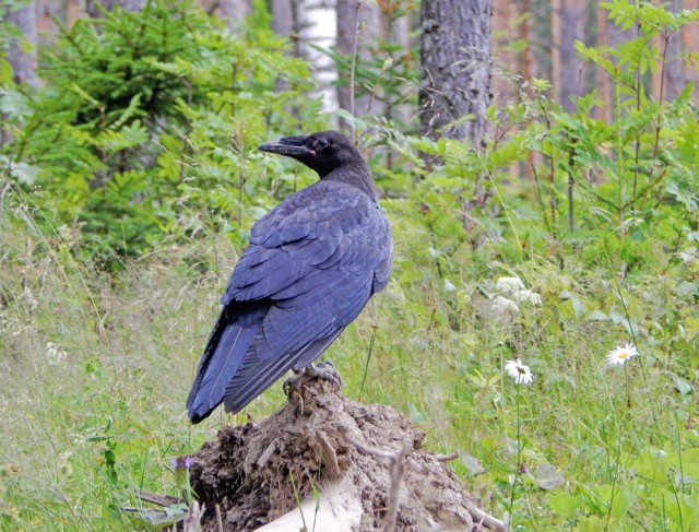 Уральское лето моими глазами