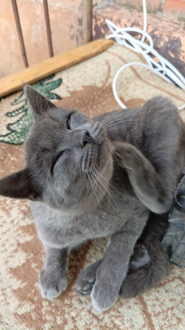 Котовторник 7.11.23
