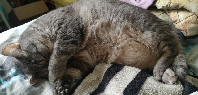 Откуда у котов курдюк и зачем он нужен?