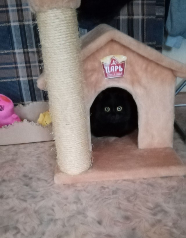 Котовторник