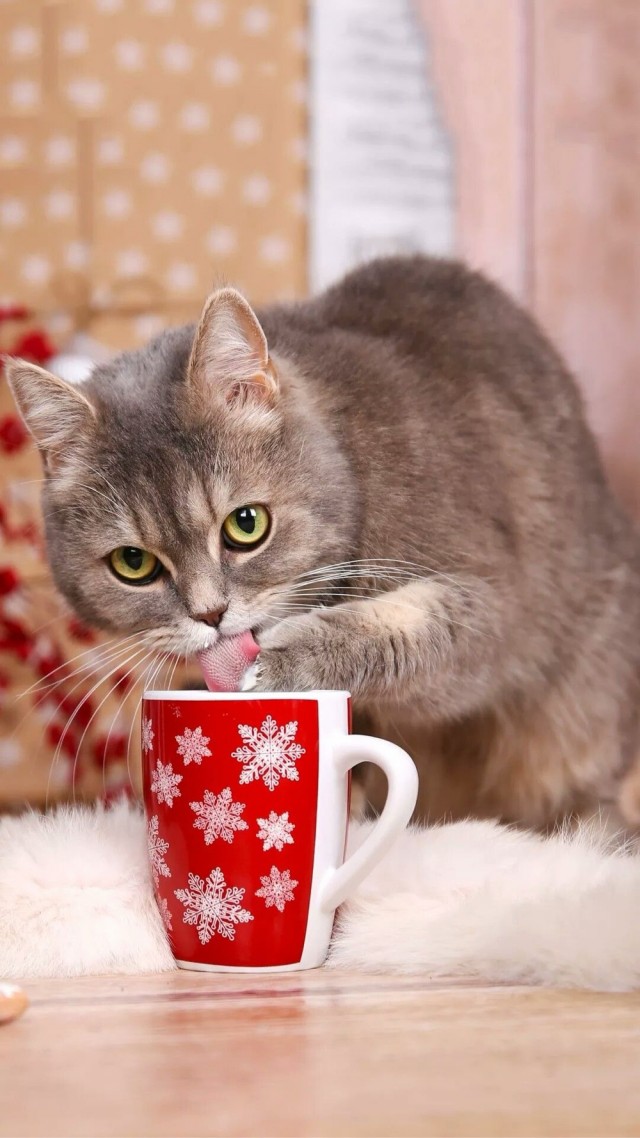 Котовторник в картинках