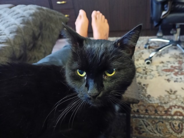 Жизнь с котом в одной картинке