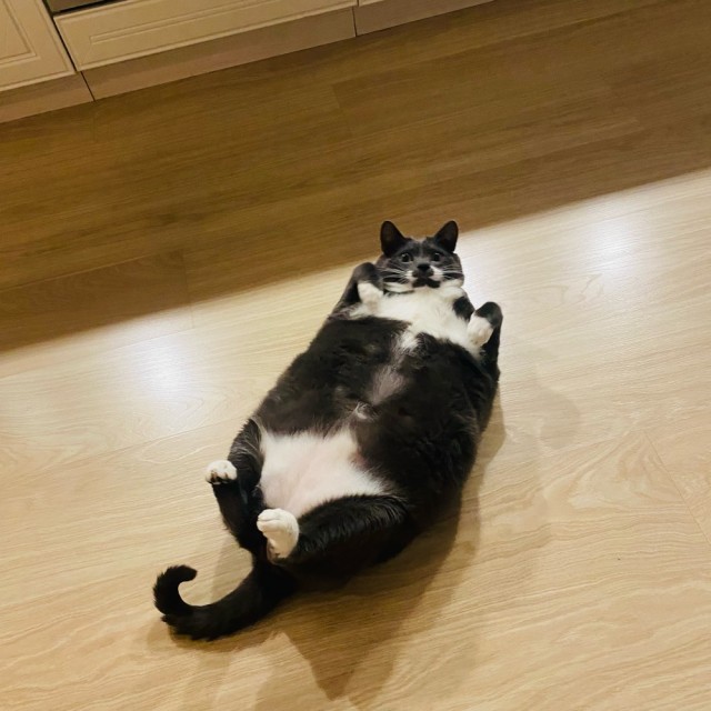 Поверья о кошках