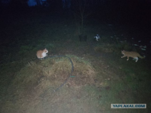 Жизнь домашнего приюта для котеек 529