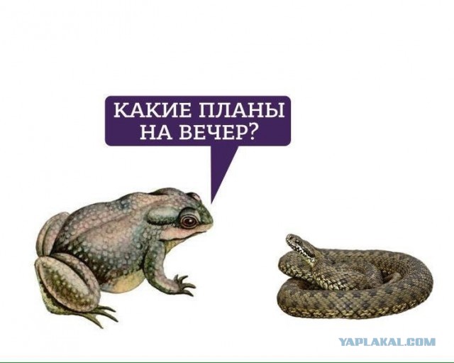 "...они чеченцев толпой гасят!"