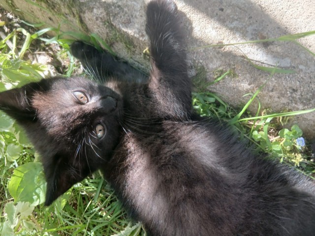 Отдам котят