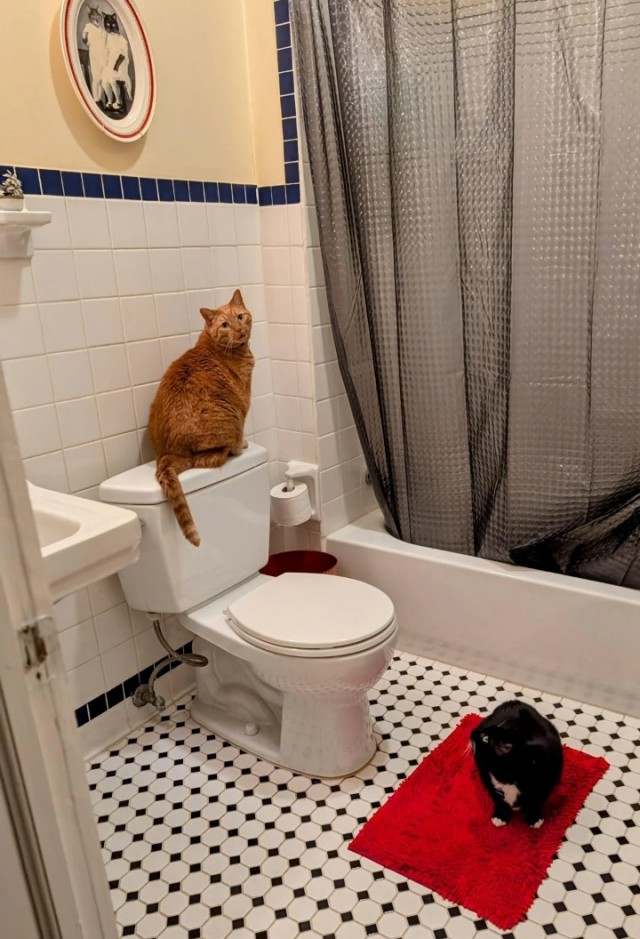 Кошки в санузле.