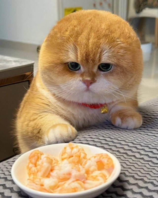 В Threads показали, как выглядел бы кот без ушей