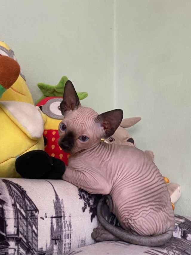 Завела надысь родня тыгыдымского коня.