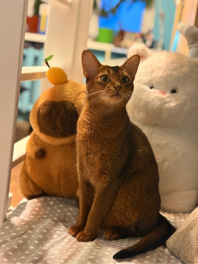 Котовторник.Наши модели