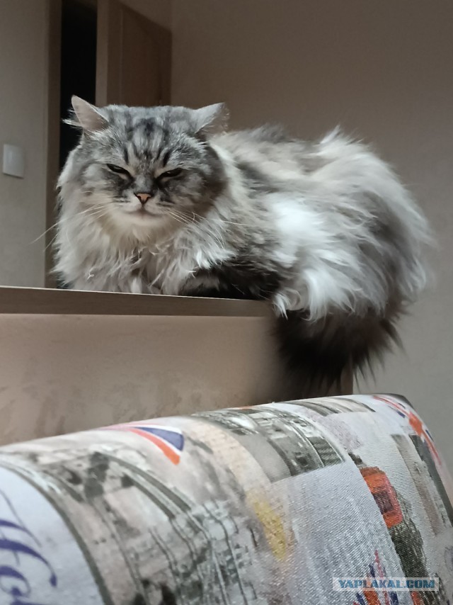 Котовторник 21.10.2025