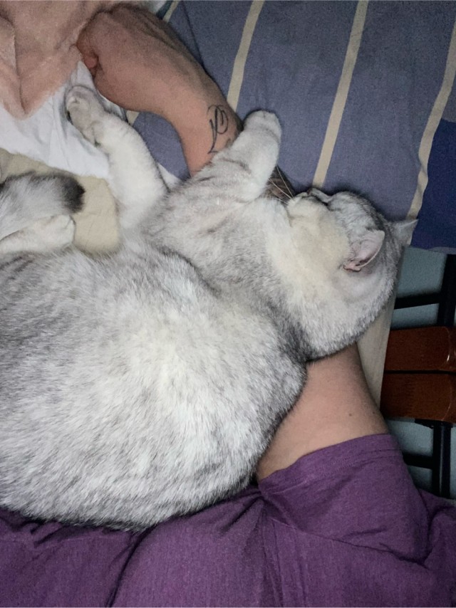 Любвеобильные котики