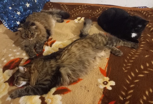 К котовторнику: подборка картинок-баянов с котиками и про котиков. Выпуск 33..
