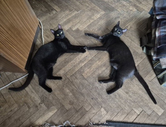 Котовторник же, хватит спать!
