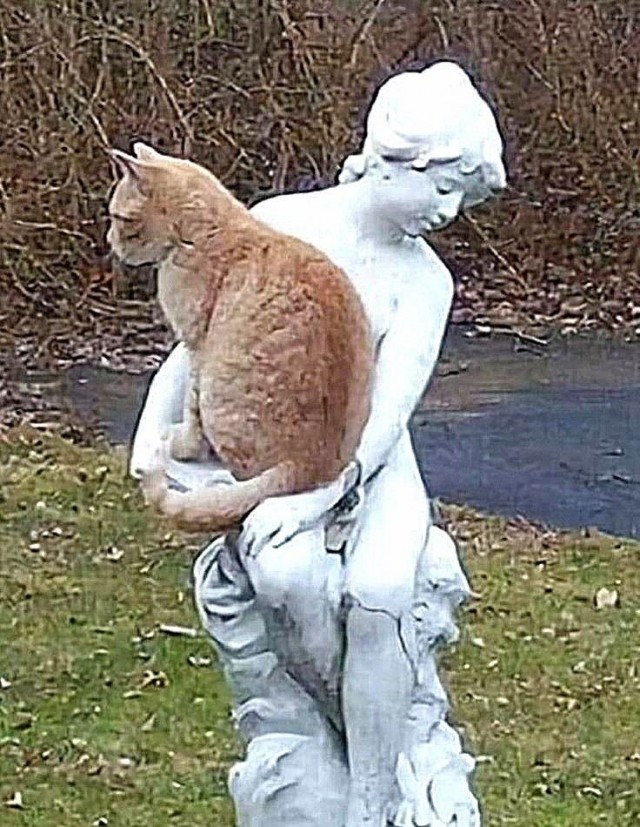 Возлюби кота ближнего своего
