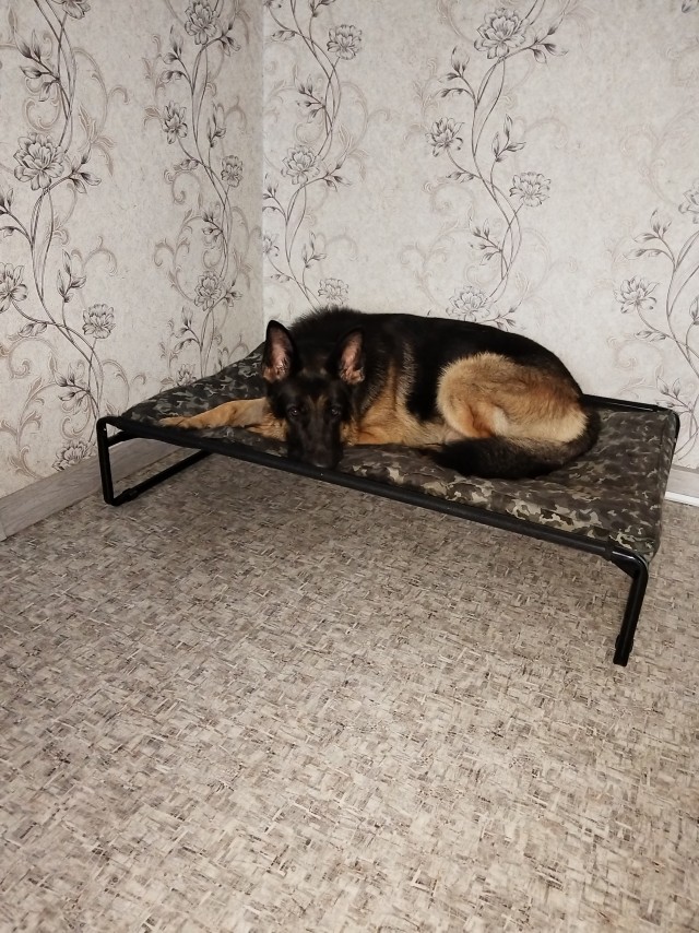 К собако четвергу