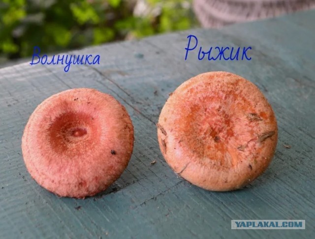 Ешь рыжик правильно