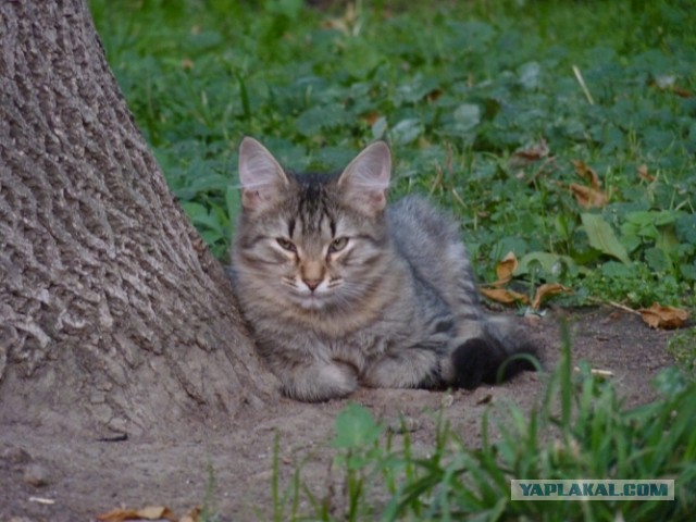 Котовторник 20.08.2013