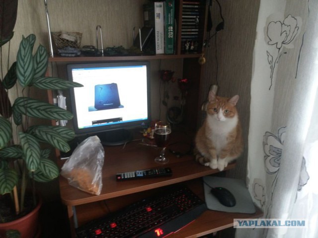 Котовторник  08.04.2014