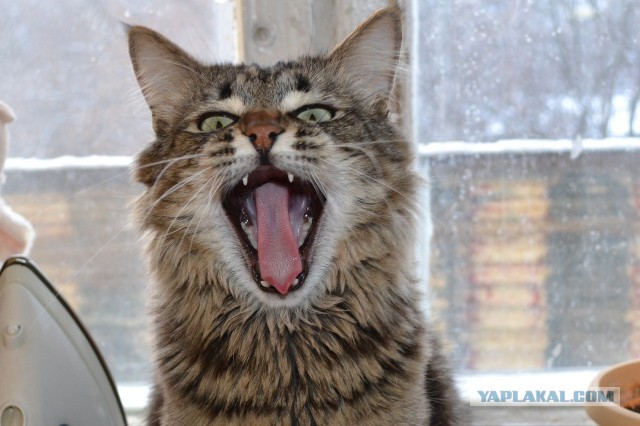 С Котовторником!