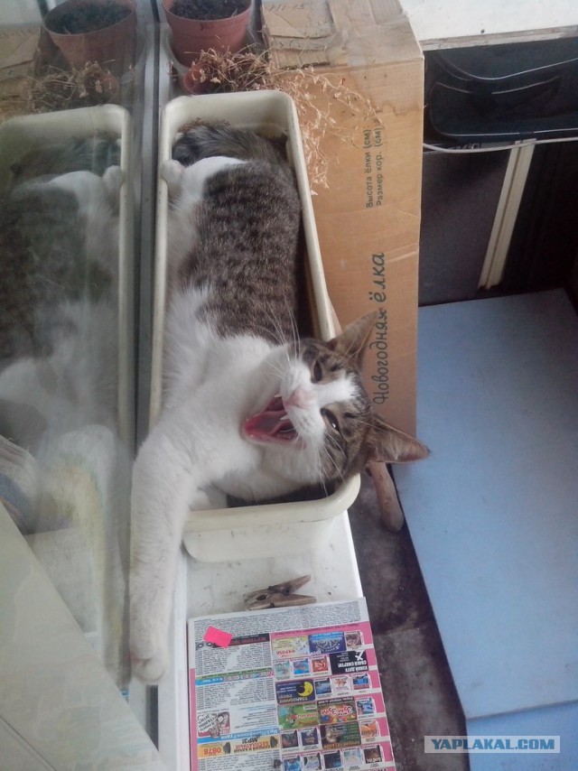 Котовторник 05.08.2014