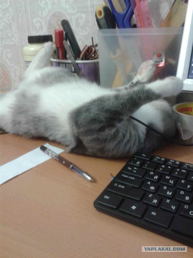 Спииишь,сссобака?