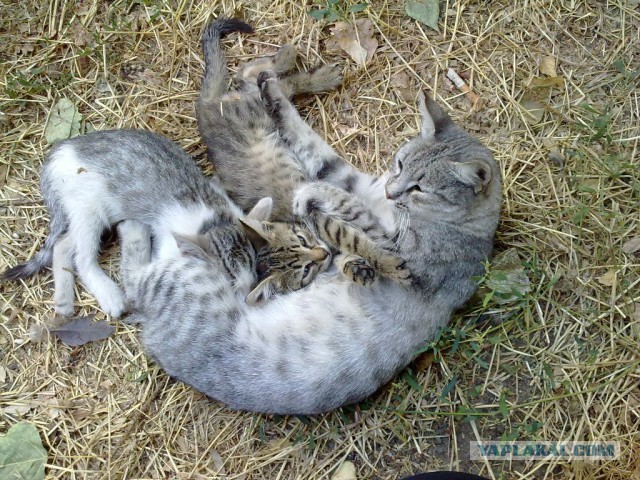 Котовторник 02.09.2014