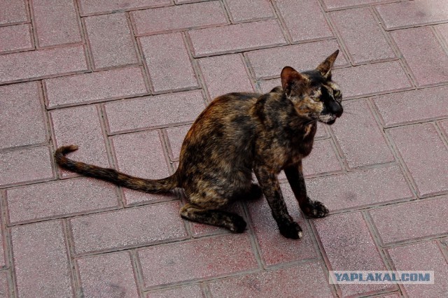 Котовторник 23.09.2014.
