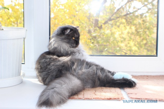 Котовторник 30.09.2014