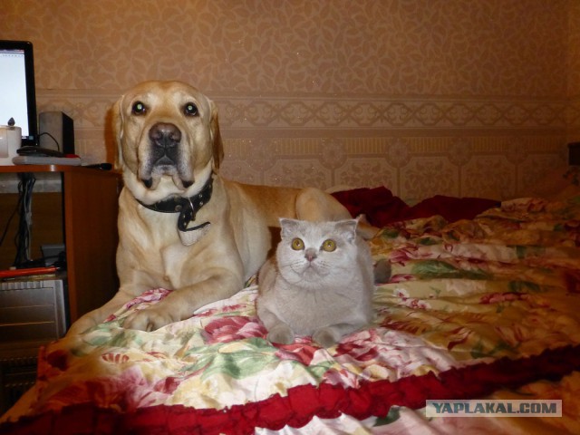 Котовторник 30.09.2014