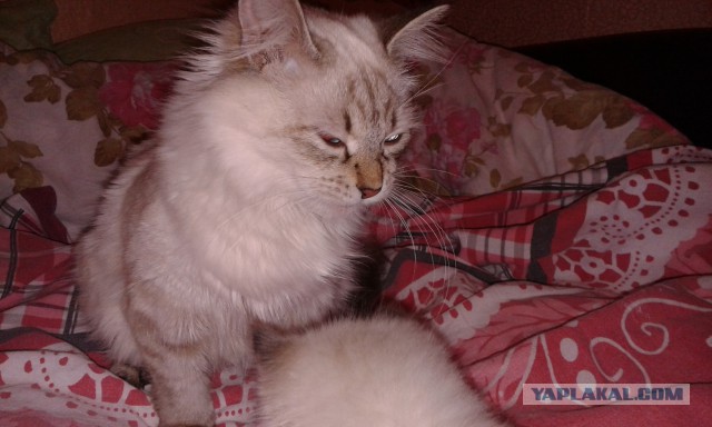 Котовторник 11.11.2014